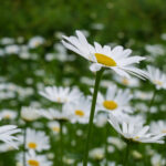 韦德体育平台:探索全球体育赛事的最佳在线娱乐平台 4upggw0